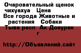 Очаровательный щенок чихуахуа › Цена ­ 40 000 - Все города Животные и растения » Собаки   . Тыва респ.,Ак-Довурак г.